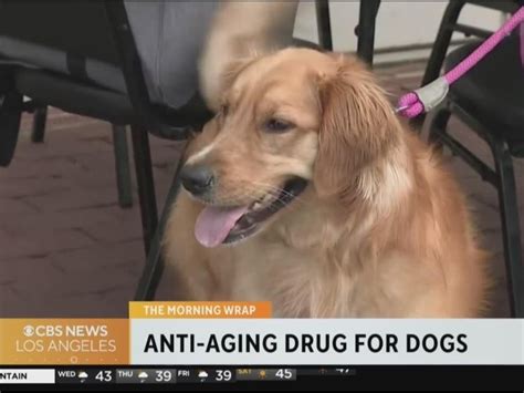 new drug for dog longevity